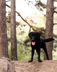Puppy black Labrador is on a hill, with a mischievous look.
