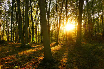 Fototapeta premium Autumn Pictures in the Forest of Germany