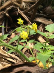 yellow tomato flowers