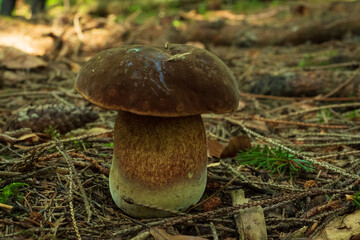 Mushroom in the forest