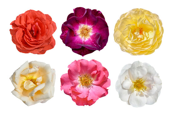 set of rose flowers isolated on white background 