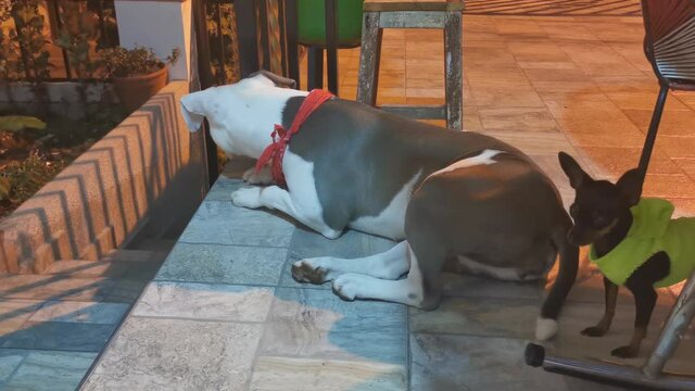 American pit bull terrier lying on the floor in home watching what's going in the street