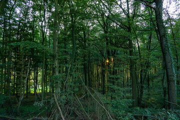 Autumn Pictures in the Forest of Germany