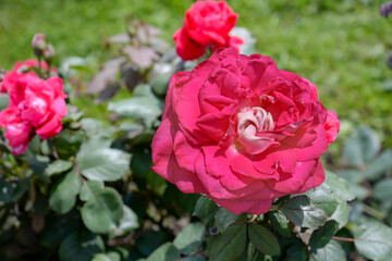 pink roses in garden