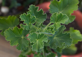 Scented pelargonium 