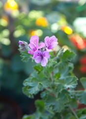 Obraz premium Scented pelargonium 