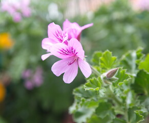 Scented pelargonium 