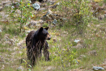 Obraz na płótnie Canvas Black bear in Jasper National Park in Canada