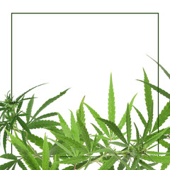 Frame and hemp leaves on white background