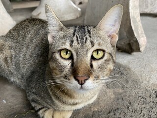 close up cute cat on cement floor