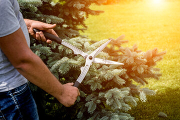 Professional gardener pruning a tree with garden scissors