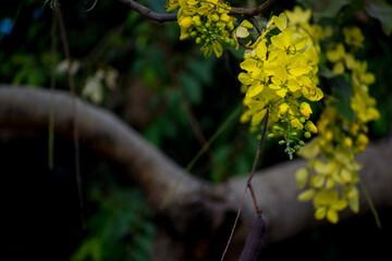 amaltas