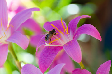 preciosa flor de verano llamada Duendes visitadas algunas por insectos