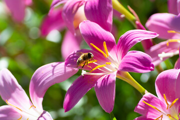 preciosa flor de verano llamada Duendes visitadas algunas por insectos