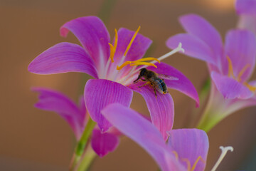 preciosa flor de verano llamada Duendes visitadas algunas por insectos