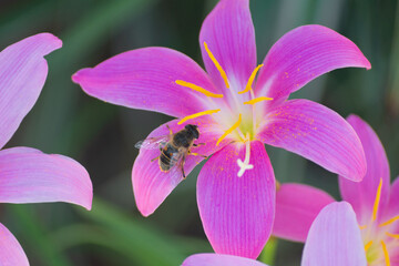 preciosa flor de verano llamada Duendes visitadas algunas por insectos