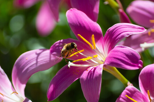 Preciosa Images – Parcourir 3,853 le catalogue de photos, vecteurs et ...