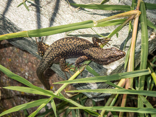 Lizard in the reeds hides on a stone