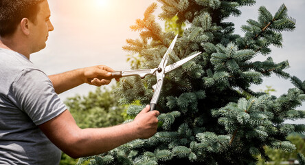 Professional gardener pruning a tree with garden scissors