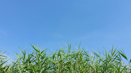 Sky background with plants in summer