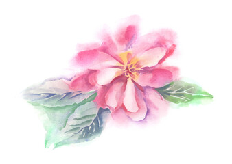 Red Flower. Watercolor Illustration.