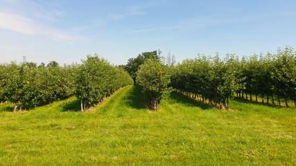 Lined apple orchards in summer