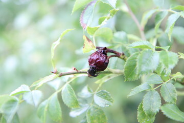 Alte verrunzelte Hagebutte vom Vorjahr
