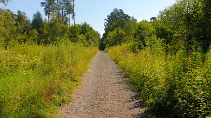 Gravel forest road