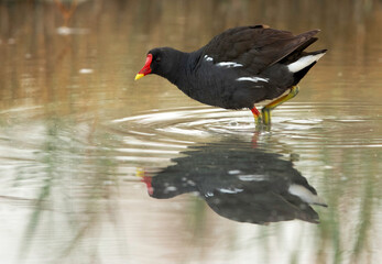 Closeup of Common Moorhen, Bahrain