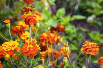 Tagetes patula or French marigold. On a blur background.
