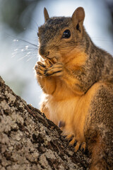 Squirrel Eating a Walnut