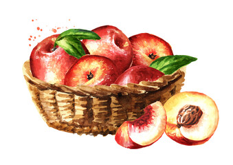 Naklejka na ściany i meble Basket with ripe fresh Nectarine peaches. Hand drawn watercolor illustration isolated on white background