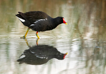 Common Moorhen at Asker marsh, Bahrain