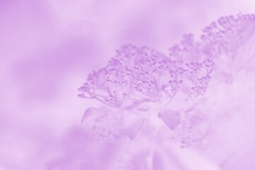 Light violet blurred background with floral pattern