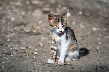 Kitten in the blured background shows tongue.
