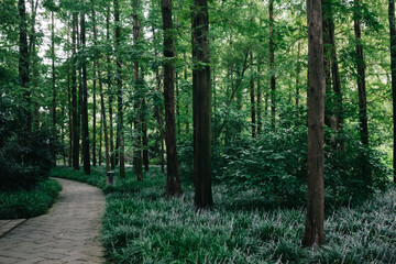 Woods in  West Lake scenic area in Hangzhou, China