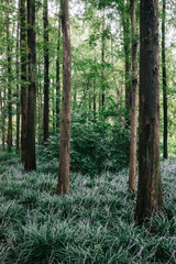 Woods in  West Lake scenic area in Hangzhou, China
