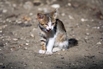 Kitten in the blurred background Ready to attack.