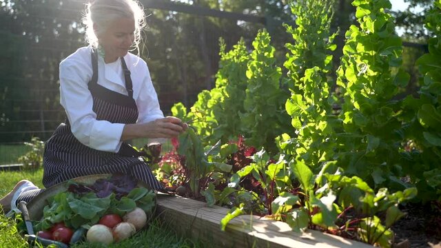 Slow motion of happy woman chef farmer picking beets in a garden in sunlight and smiling.