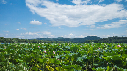Lotus leaves and landscape of West Lake in Hangzhou, China