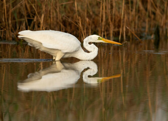 Great Egret trying to fish, Bahrain