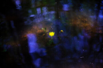 A yellow dandelion grows out of the water.