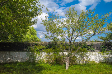 Tree by wall in West Lake scenic area in Hangzhou, China