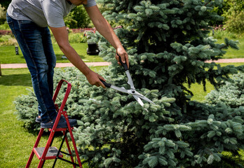 Professional gardener pruning a tree with garden scissors