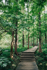Path in woods in West Lake scenic area, Hangzhou, China