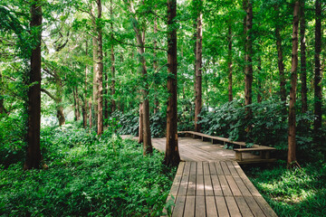 Obraz premium Path in woods in West Lake scenic area, Hangzhou, China