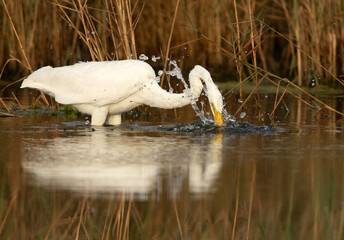 Great Egret fishing, Bahrain