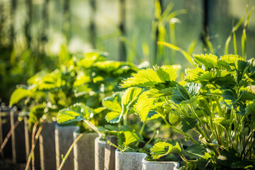 Green Unripe Fragaria Or Wild Strawberries Growing In Vegetable Garden. Organic Strawberry. Green Berry In Fruit Garden