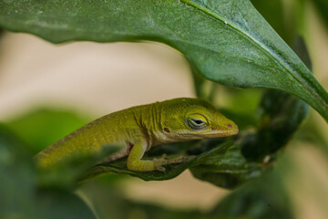 green lizard on a leaf