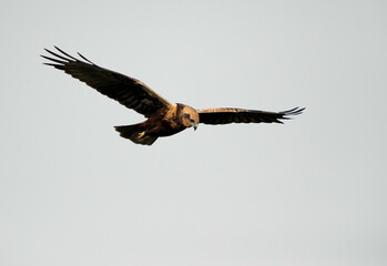 Eurasian Marsh harrier flying, Bahrain